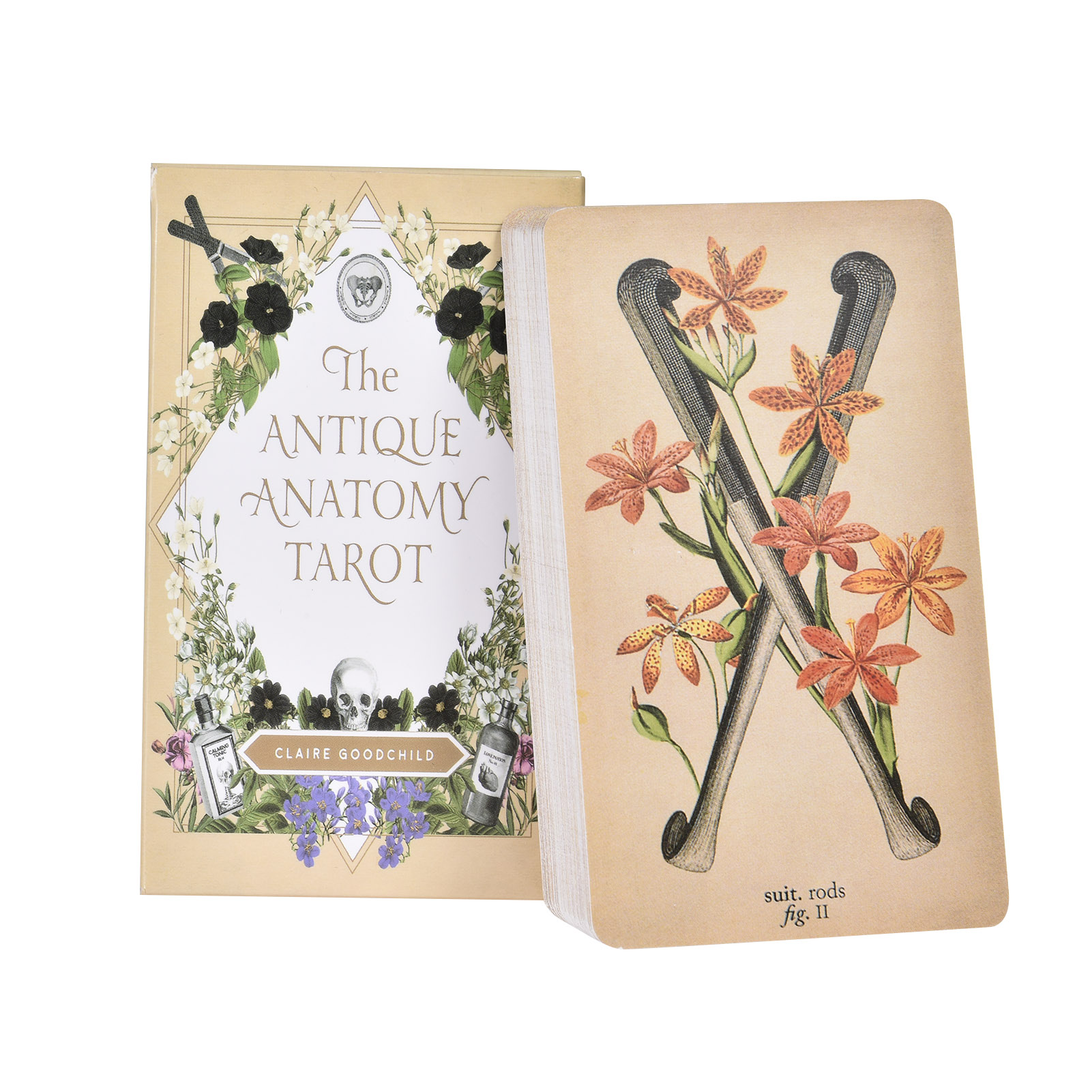The Antique Anatomy Tarot Card - Tarot Deck With Guidebook ulasan dan harga